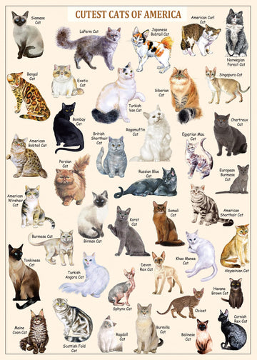 Bboldin® Cutest Cats Jigsaw Puzzle 1000 Pieces